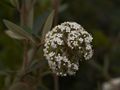 Viburnum rhitidophyllum-7 Kalina sztywnolistna